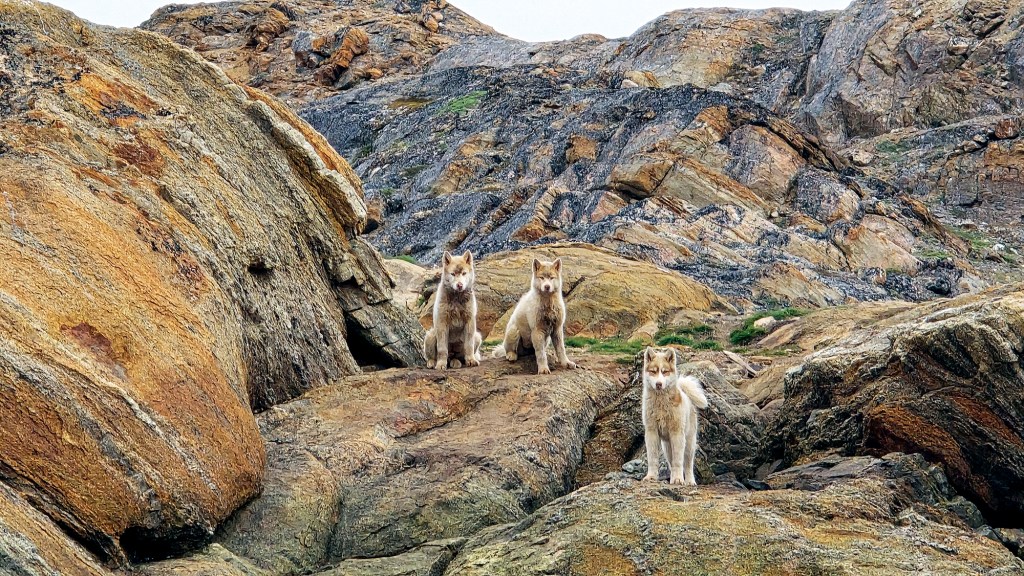 A medium, eye-level shot of three fluffy, light-colored sled dogs or huskies sitting and standing on a rugged, rocky hillside. Two of the dogs sit side-by-side on an upper rocky ledge in the center, while a third dog stands alert on a lower boulder to the right, looking directly toward the camera. The surrounding terrain is composed of massive, uneven rock formations with complex geological layers in shades of brown, tan, and dark gray, interspersed with very sparse patches of green tundra grass under an overcast sky.