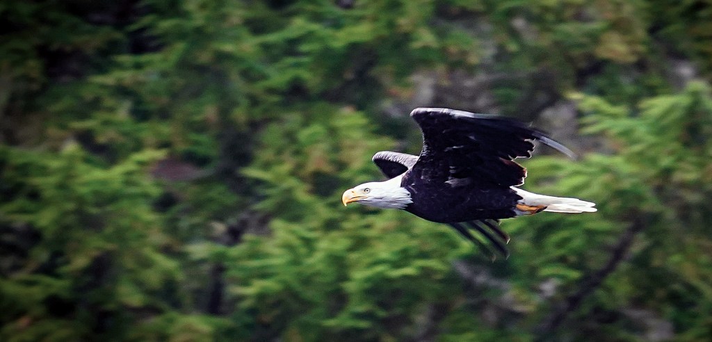 A sharp, close-up profile view of an adult bald eagle gliding elegantly through the air in mid-flight from right to left. The bird of prey showcases its iconic, bright white head and tail feathers, a sharp yellow hooked beak, and deep dark-brown to black wings spread out as it cuts through the air. The eagle is captured against a soft, heavily blurred background of dense green pine and evergreen trees, creating a strong contrast that isolates the majestic bird in sharp focus.