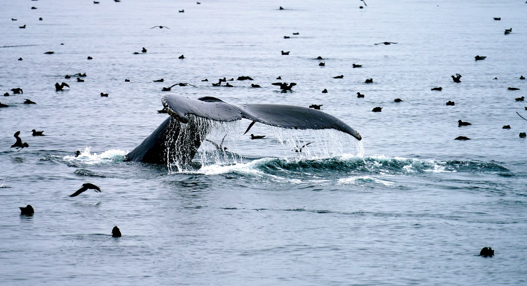 A wide, eye-level shot capturing the large, dark-gray fluke of a whale arching out of the ocean water as it dives. Water droplets stream off the scalloped edges of the whale's tail, creating a splash on the choppy surface. The surrounding sea is densely dotted with dozens of small, dark seabirds swimming and flying just above the water's surface under an overcast sky.