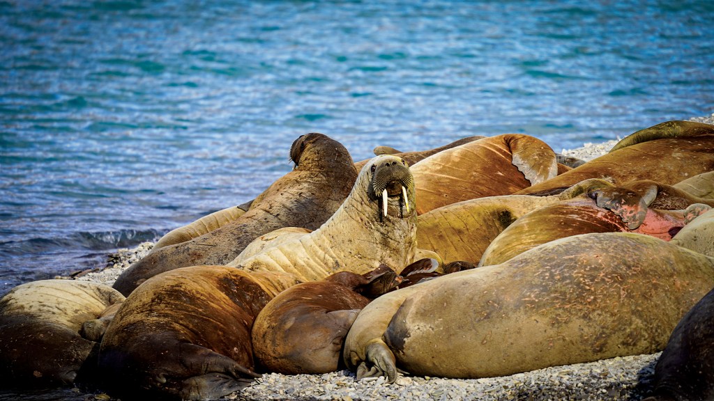 A medium, eye-level shot capturing a large herd of massive, brown walruses packed closely together as they rest on a grey pebble beach. Near the center, a single walrus stands out by lifting its head high to look directly forward, showing off its thick whiskers and two long, white ivory tusks. The rest of the walruses are huddled tightly in a dense pile, their wrinkled hides ranging in shade from pale tan to deep brown. The shoreline meets a calm, bright turquoise-blue ocean that extends across the upper third of the frame.