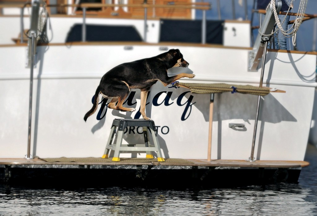A black and tan dog steps from a grey plastic step stool on a yacht's wooden swim platform up onto a custom, mat-covered wooden boarding platform mounted to the transom.