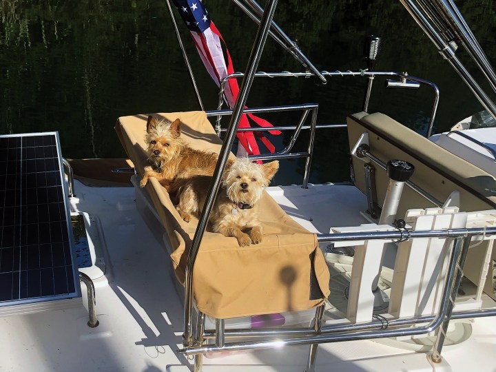 Two small terriers lounging on a tan canvas seat on the upper deck of a Ranger Tug powerboat.