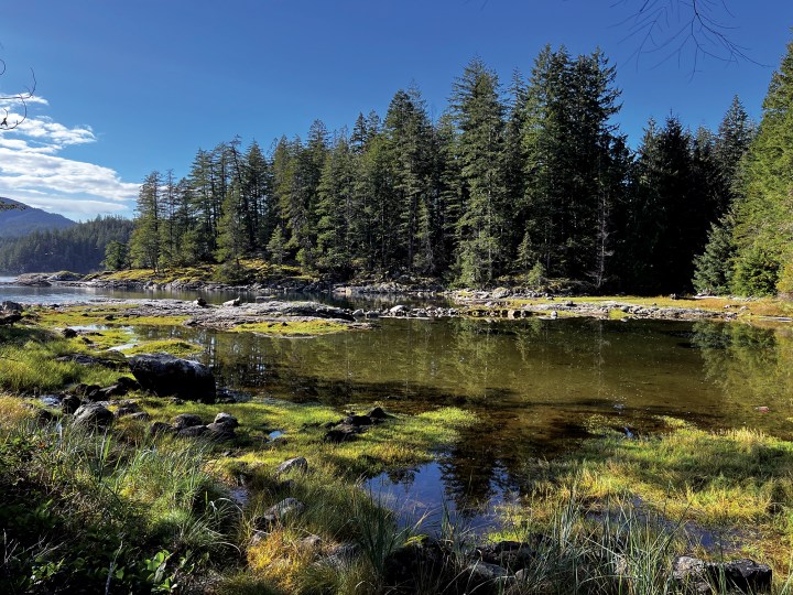 Shallow rocky marsh and grassy shoreline framed by dense evergreen trees in Octopus Islands Marine Park.