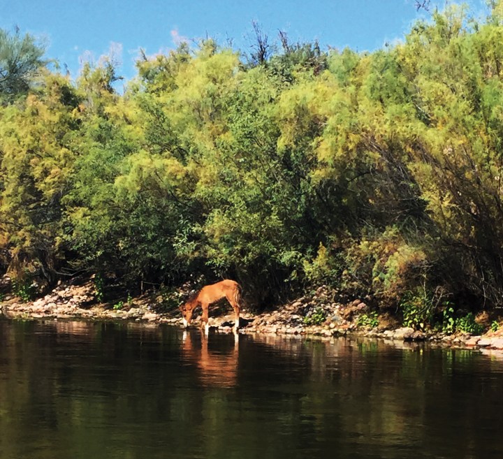 A young horse drinking water at the rocky edge of a river in front of dense, leafy trees and bushes along the bank.
